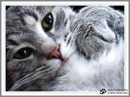 Котэмания Котэмания