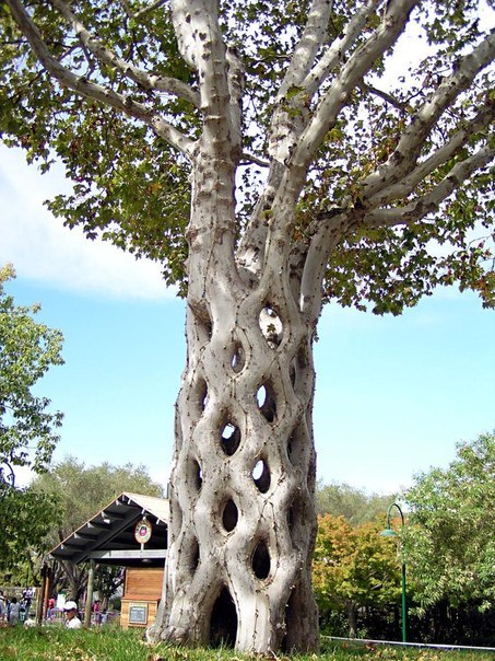 Аксель Эрландсон (Axel Erlandson) (1884 – 1964) был необычным фермером, который заставлял расти деревья по его собственному дизайну.