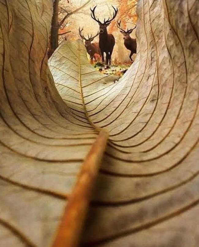Природа без фотошопа 11