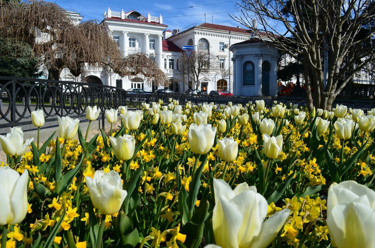 Цветущие тюльпаны Севастополь