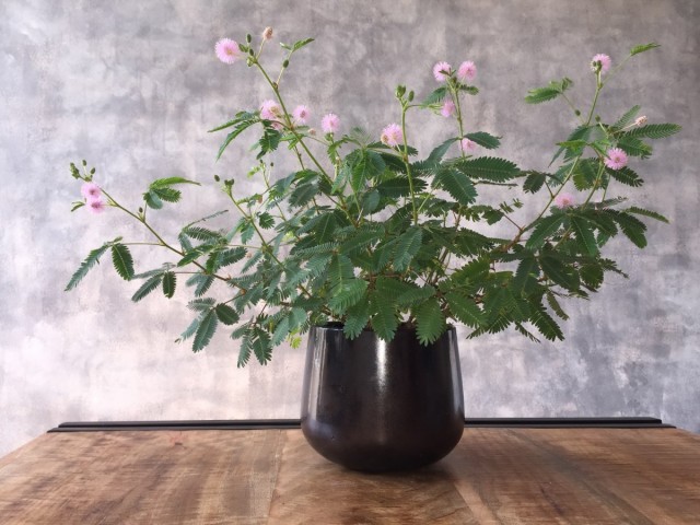 Мимоза стыдливая (Mimosa pudica) Мимоза стыдливая (Mimosa pudica)