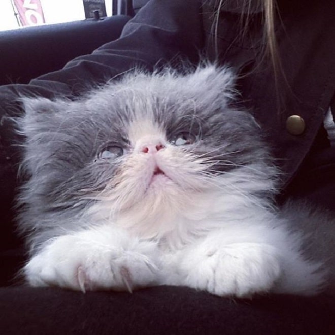 Кот попрошайка Кот грустный