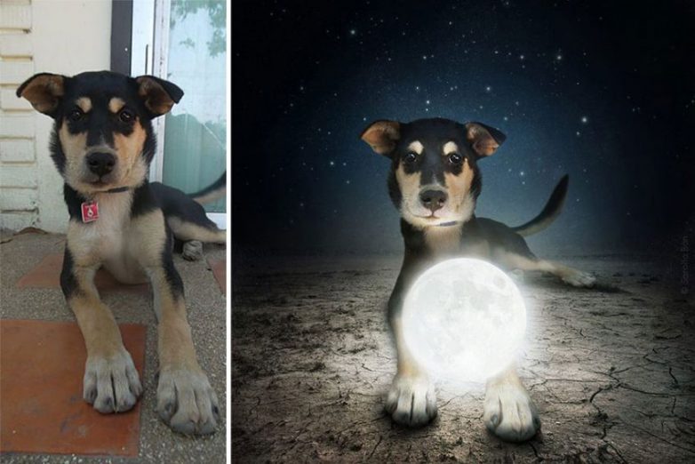 Волшебные собаки из приютов собаки, приют