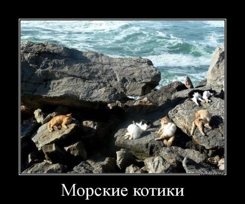 Демотиваторы-приколы (15 шт) Демотиваторы-приколы (15 шт)