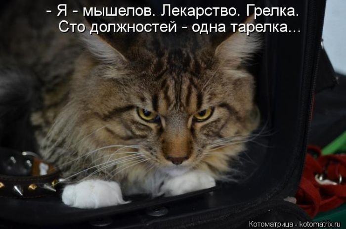 Без кота жизнь не та (50 фото ) Без кота жизнь не та (50 фото )