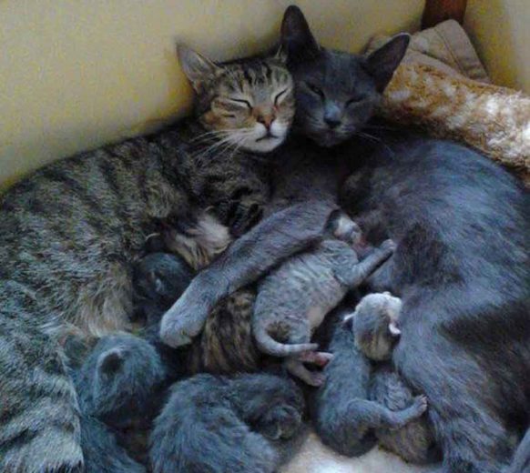 Влюбленные котейки Влюбленные котейки