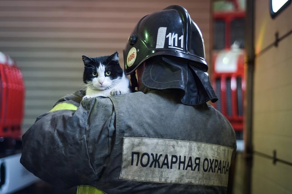 Рассказы о животных 18