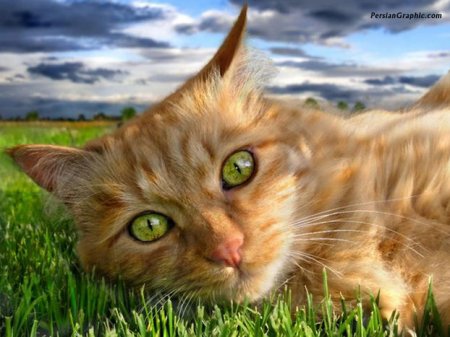 Котэмания Котэмания
