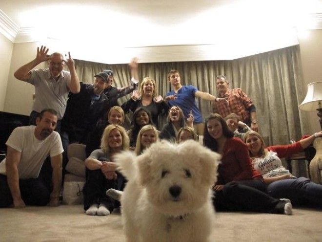 Funny Dog Photobombs Funny Dog Photobombs