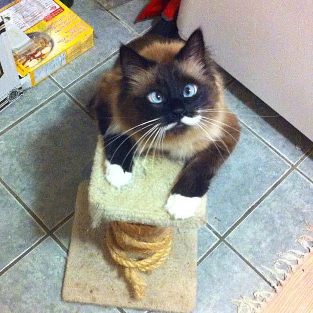 фото коты косоглазые онлайн фото коты косоглазые