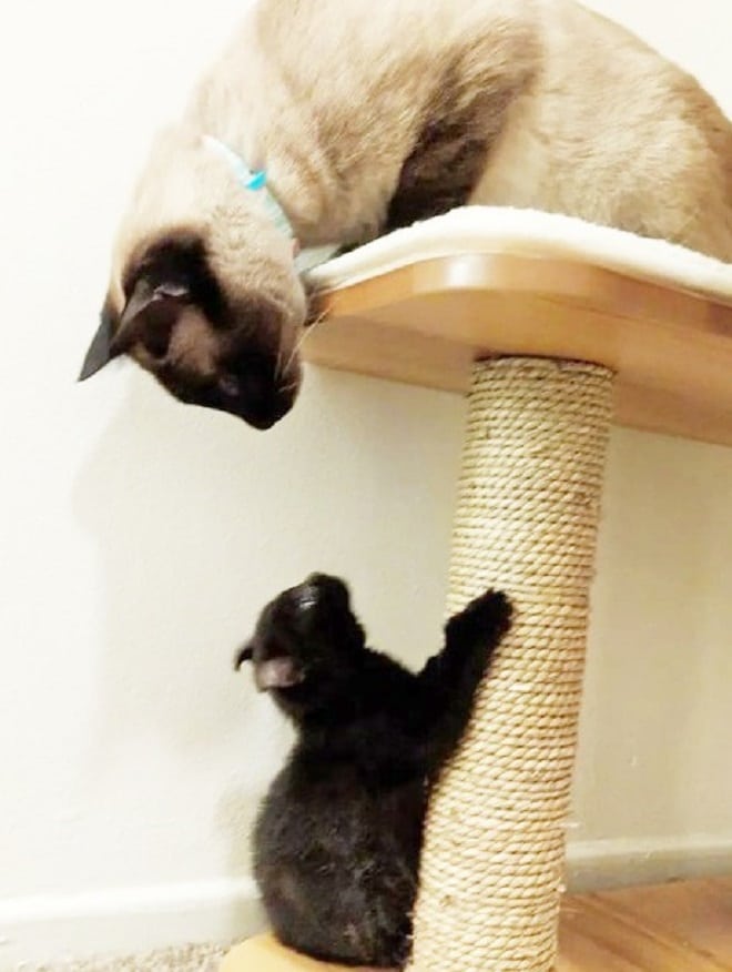 Коты играют Кошка играет с котенком