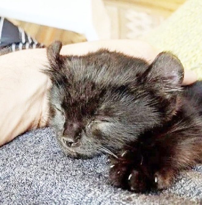 Котенок уснул Котенок спит