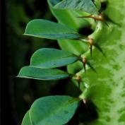 Молочай треугольный (Euphorbia trigona) Молочай треугольный (Euphorbia trigona)