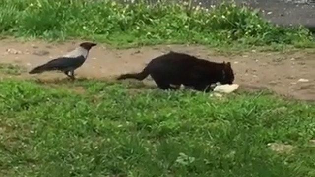 Ворона просит у кота еды Ворона просит у кота еды