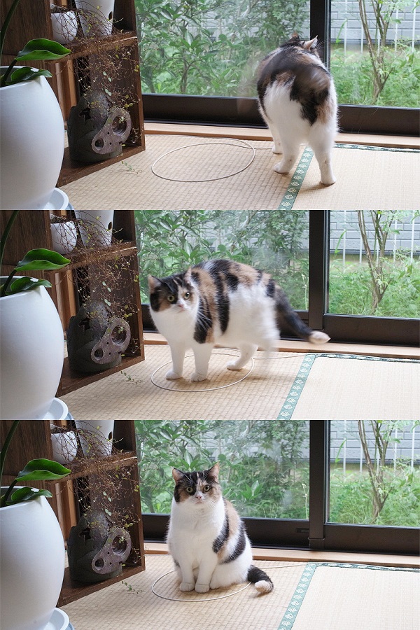 кот у окна