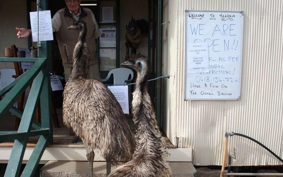 В Австралии страусам запретили посещать бар из-за дебоша