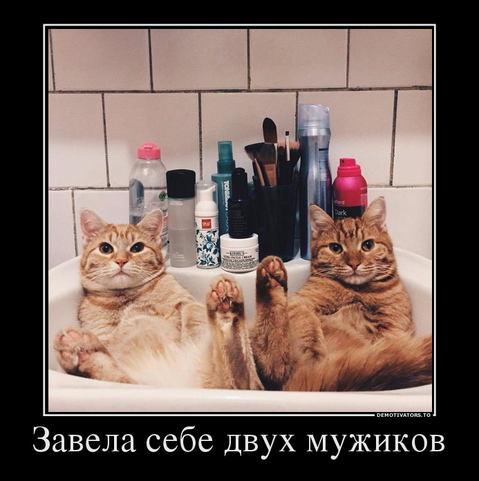 Подборка кошачьих фотографий с забавными надписями.)