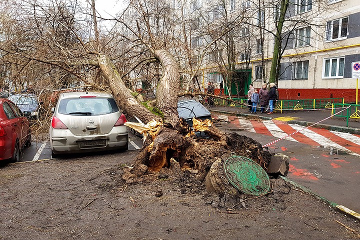 Ураган в Москве: пострадало 17 человек, упало более 580 деревьев, повреждены 92 автомобиля