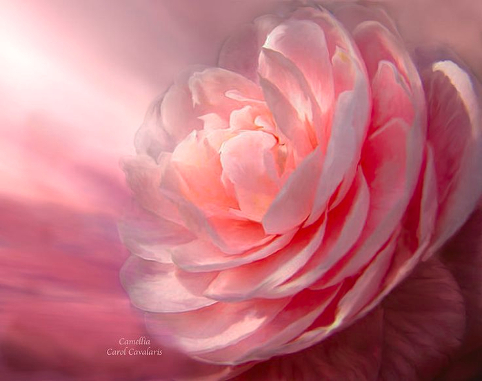 141835041_Camellia (699x552, 334Kb)