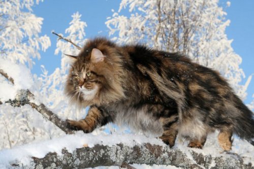 Сибирский царь котов