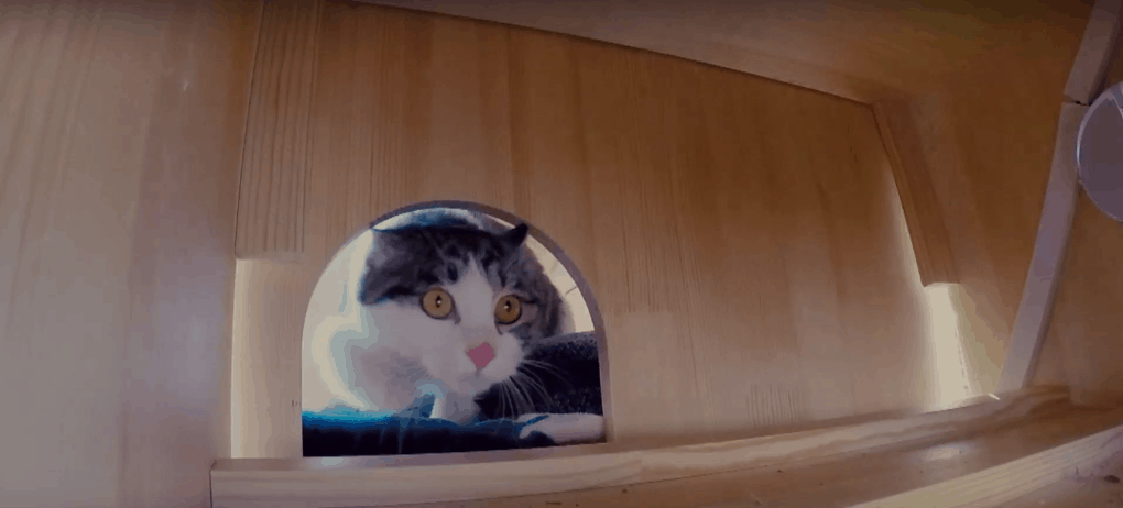 умный дом для котов кошачья морда
