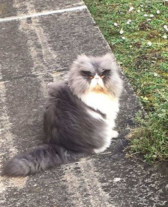 Кот гуляет Кот сидит