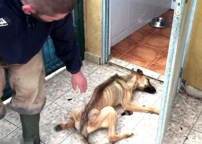 Невероятное преображение несчастной собаки. Невероятное преображение несчастной собаки.