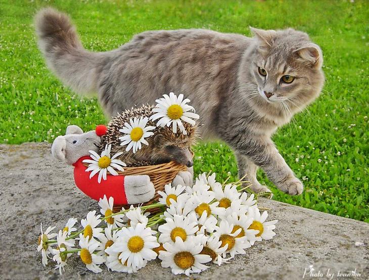 Кототерапия от Михалыча! Глупочки-покупочки Кототерапия от Михалыча! Глупочки-покупочки