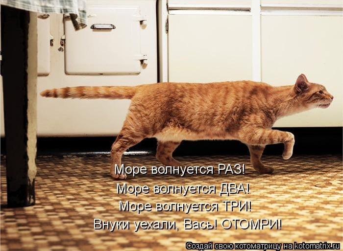 Без кота жизнь не та (50 фото ) Без кота жизнь не та (50 фото )