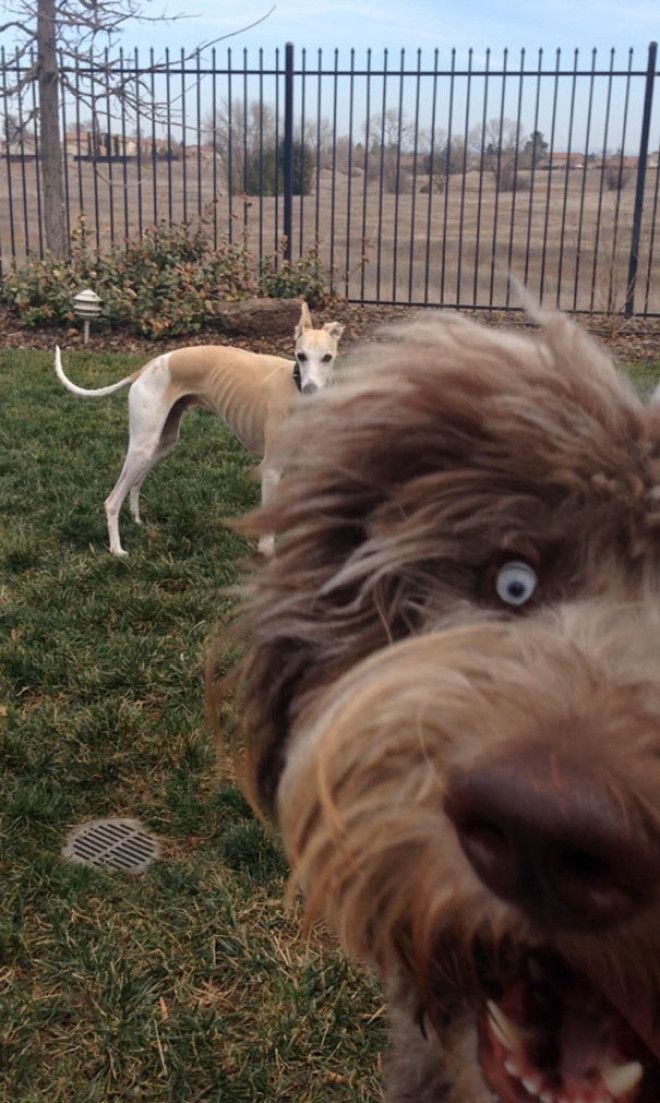 Funny Dog Photobombs Funny Dog Photobombs