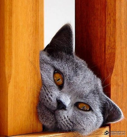Котэмания Котэмания
