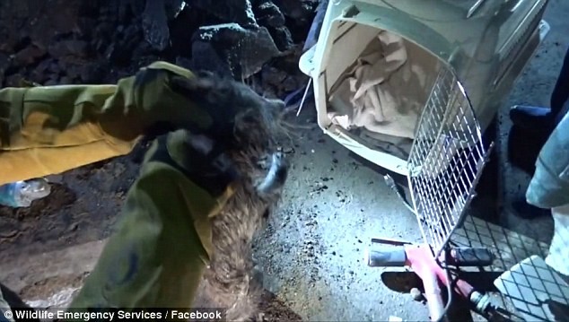 Енота спасли из дренажной трубы, но он слишком замерз и измучился Енота спасли из дренажной трубы, но он слишком замерз и измучился еноты новые котики, жалко енота