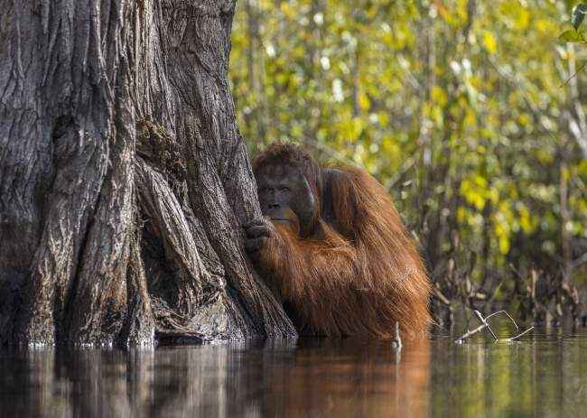 35 фотошедевров с конкурса «Лучшая фотография природы» от National Geographic
