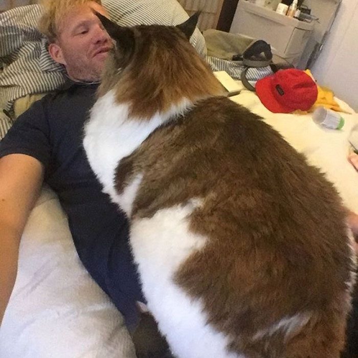 Самый большой кот Нью-Йорка