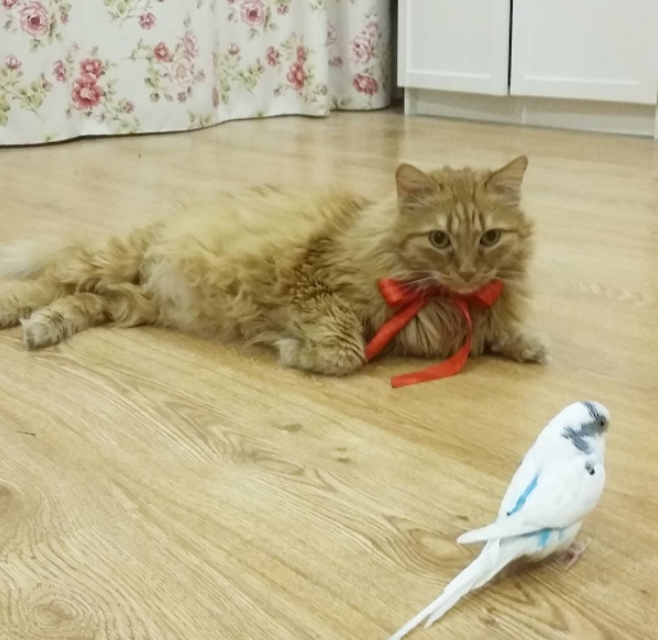 Невероятная дружба кота и попугая из Челябинска тронет ваши сердца! Невероятная дружба кота и попугая из Челябинска тронет ваши сердца!