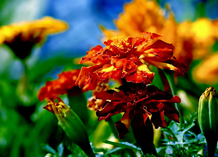 photo (700x505, 407Kb)