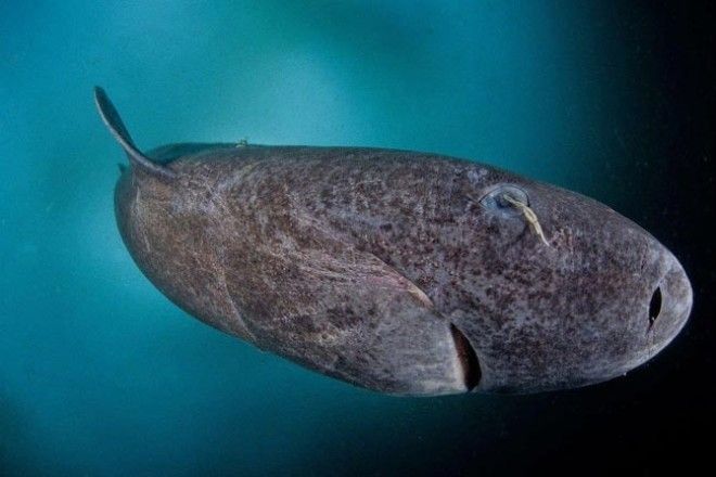 17 поразительных вещей, глядя на которые у вас откроется рот от удивления удивительные вещи поразительные вещи о мире
