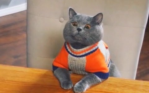 Веселые котейки для поднятия настроения (10 фото) Веселые котейки для поднятия настроения (10 фото)