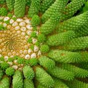 Молочай Голова медузы (Euphorbia caput medusae) Молочай Голова медузы (Euphorbia caput medusae)