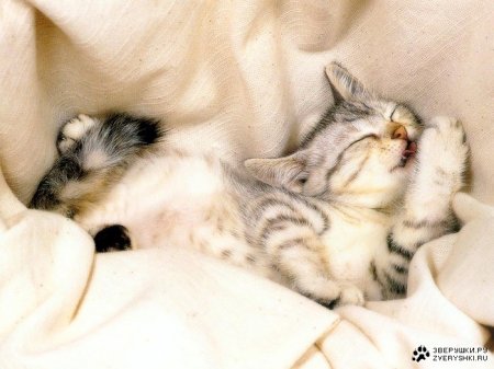 Котэмания Котэмания