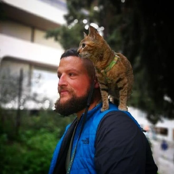 Кошка на поводке Кошка на плече