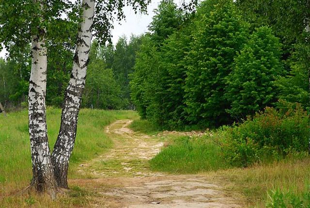 Красота русских полей