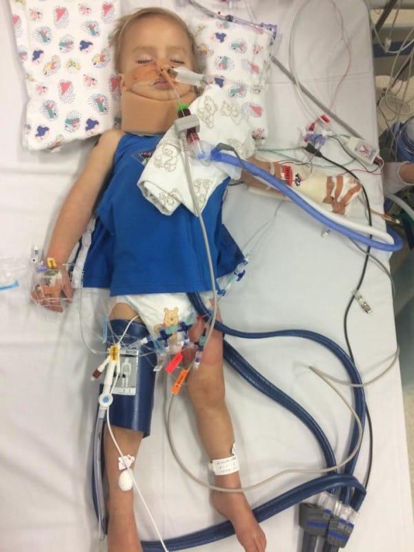 Эта собака спасла 2-летнего мальчика там, где никто не мог помочь Эта собака спасла 2-летнего мальчика там, где никто не мог помочь