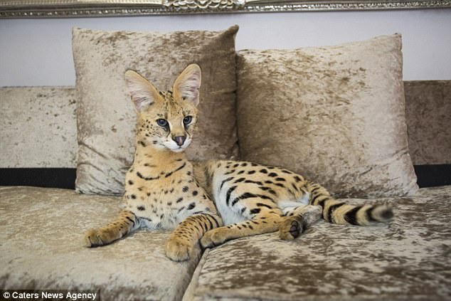 Семья с маленькими детьми завела дикую кошку, которая классифицируется как «опасная» Семья с маленькими детьми завела дикую кошку, которая классифицируется как «опасная»
