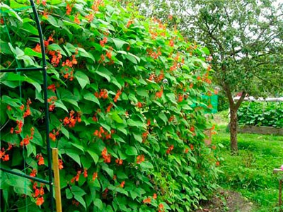 ������������ ������