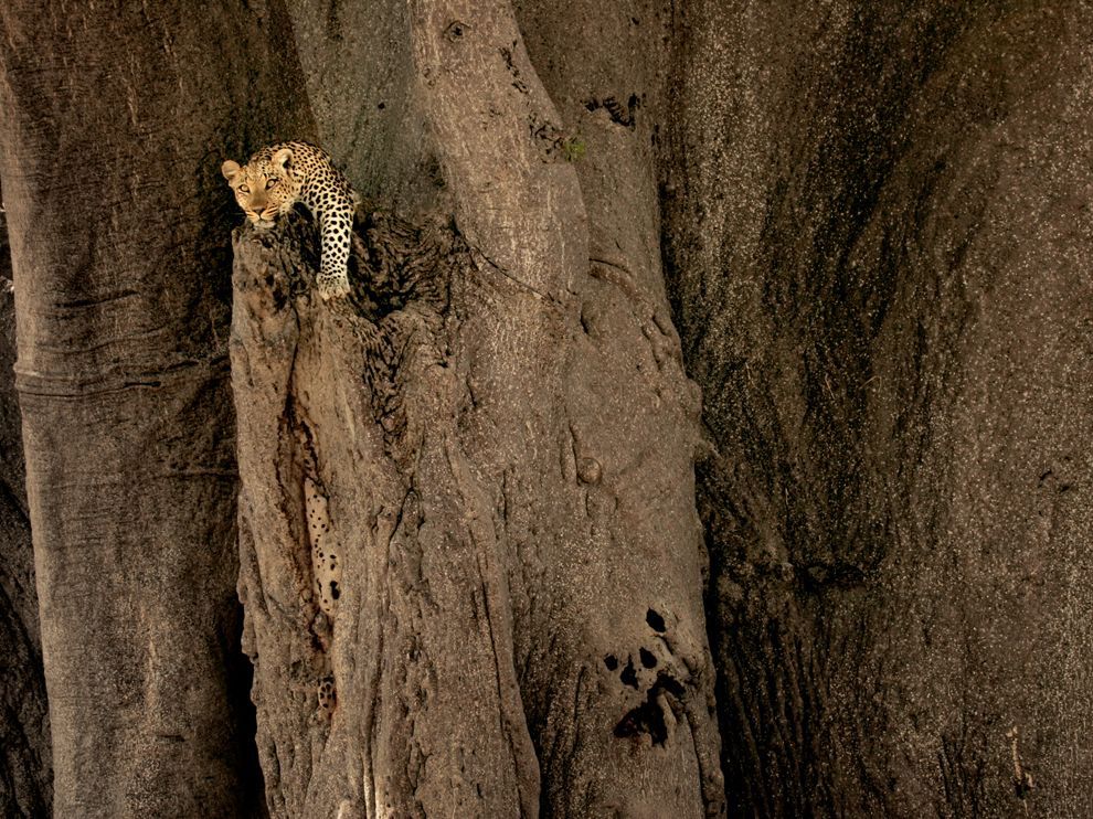 Лучшие фото National Geographic