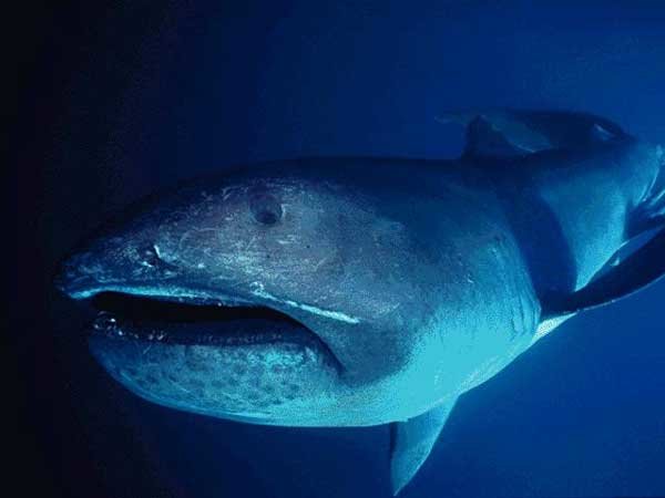 Большеротая акула. Национальный архив США. Источник:  dinosoria.com 