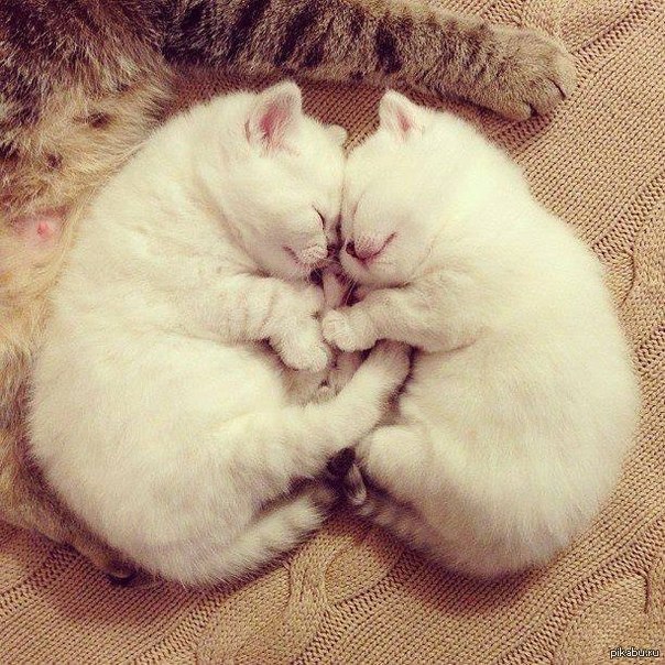 Позитивные и милые котики Позитивные и милые котики