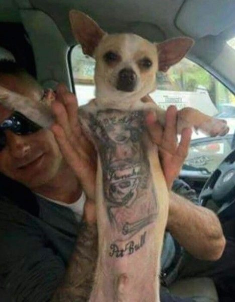 Животные и тату