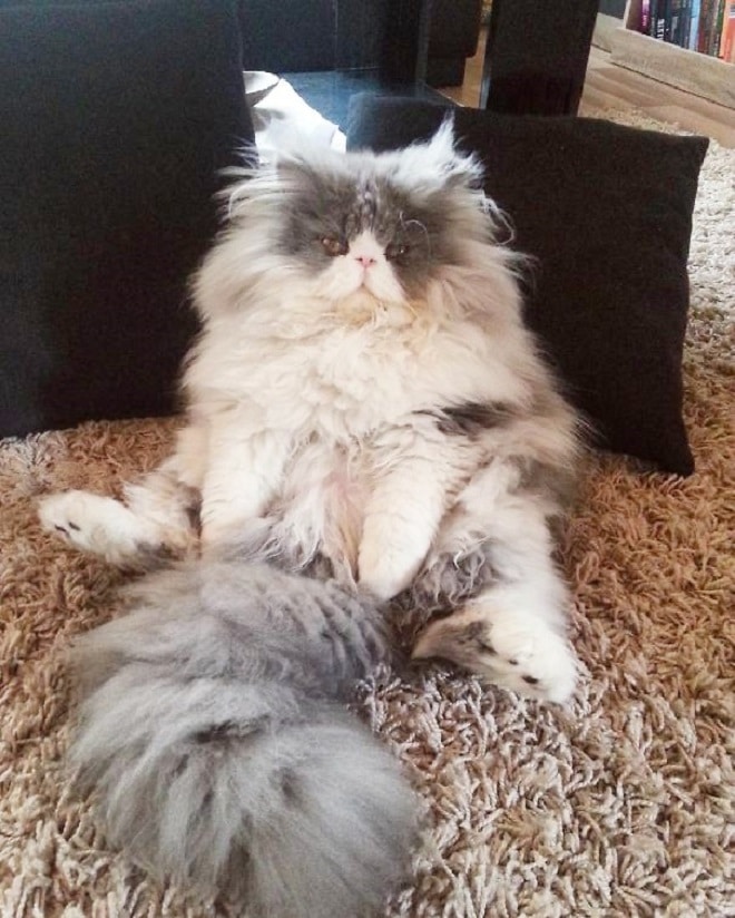 Персидский кот Кот сидит